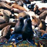 Cape Cross seal