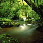 Knysna Forest