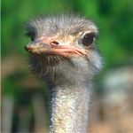 Ostrich