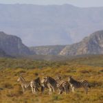 Zebra on the Sanbona plains