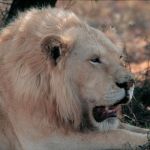 Sanbona White Lion