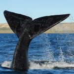 Whale Tail