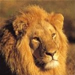 Lion in the malaria-free Shamwari Reserve