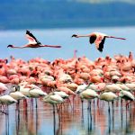 Flamingos