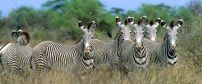 Meru National Park