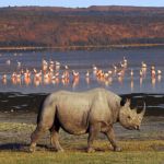 Rhino