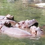 Hippo pod