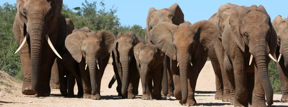 #caption5 Addo Elephant National Park