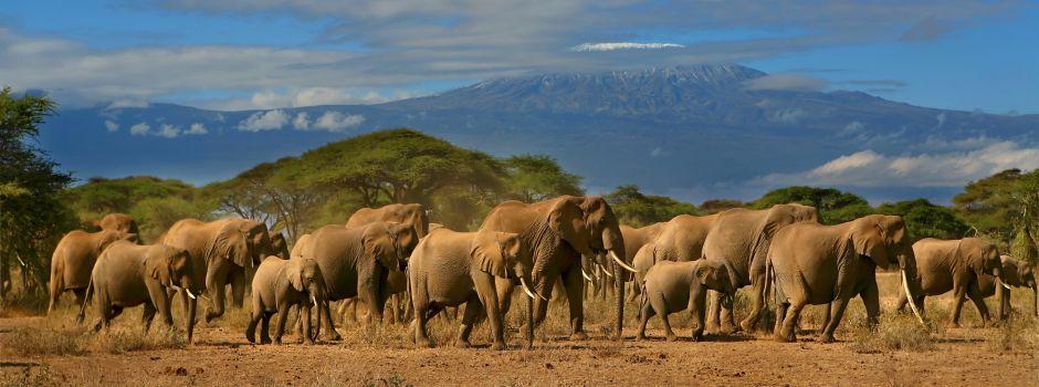 #caption2 Amboseli National Park