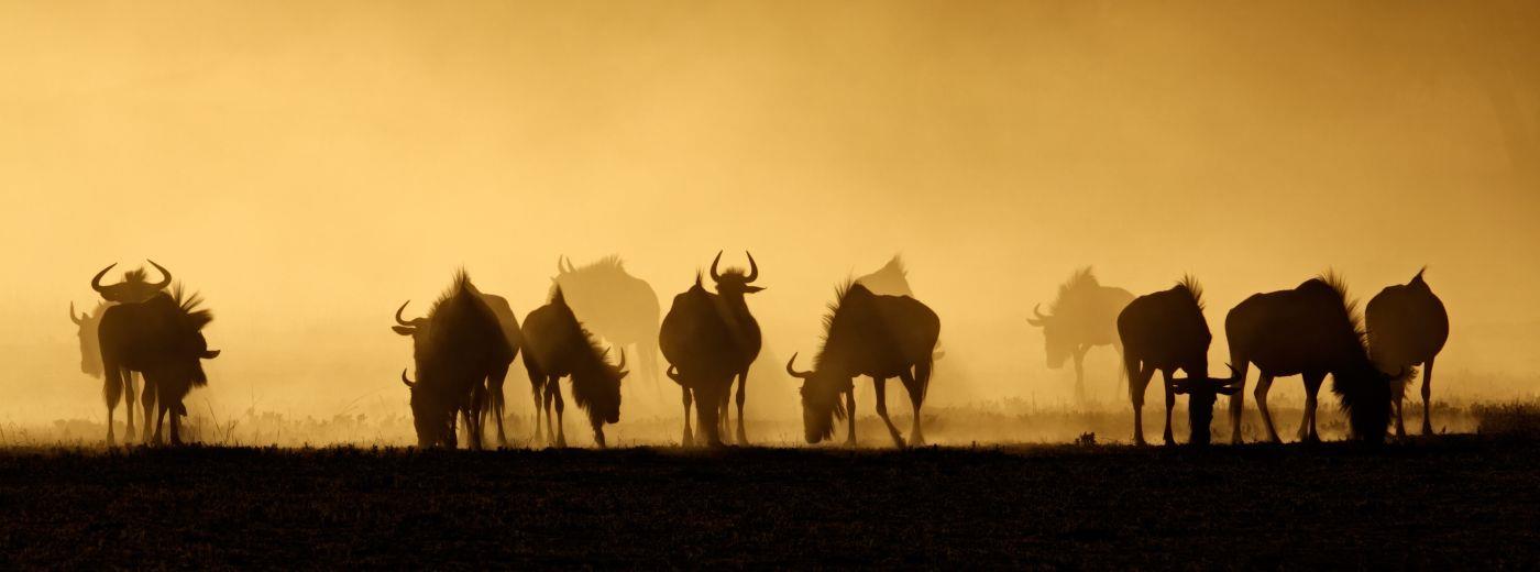 Central Kalahari
