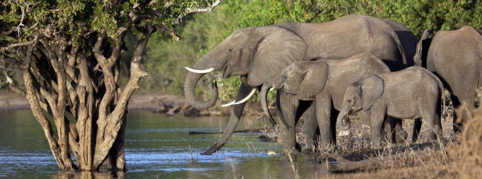 Chobe National Park