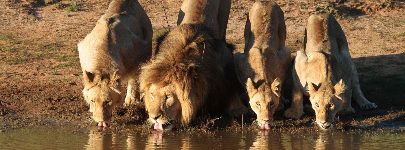 Entabeni Safari Conservancy