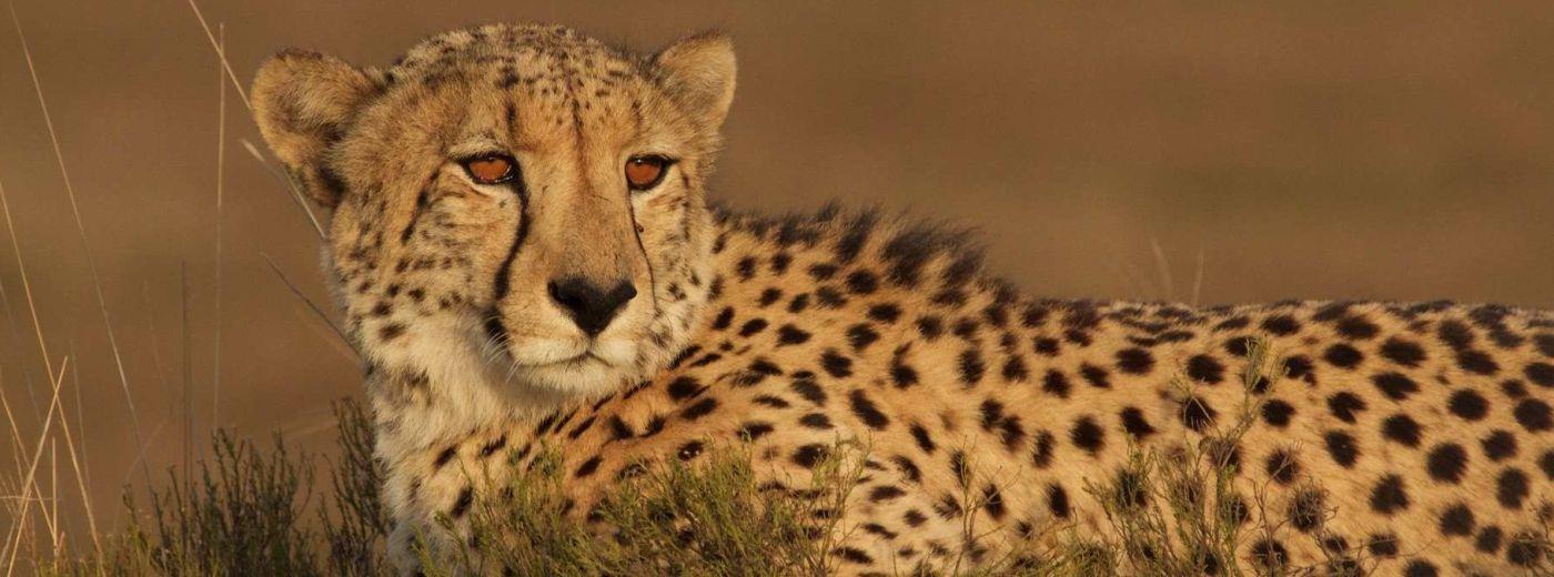 #caption1 Kwandwe Game Reserve