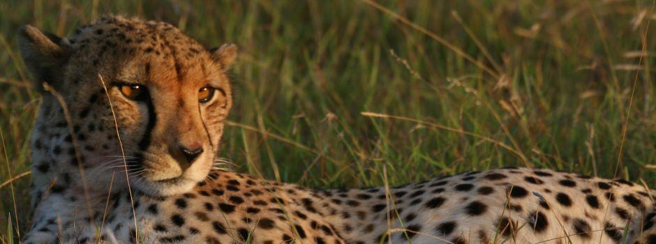 Lalibela Game Reserve
