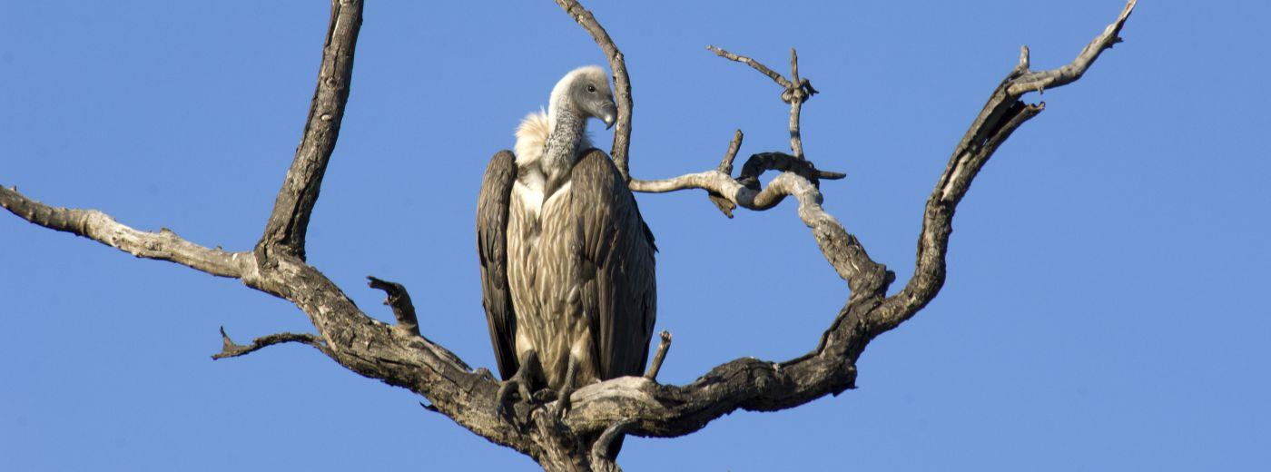 Lapalala Reserve