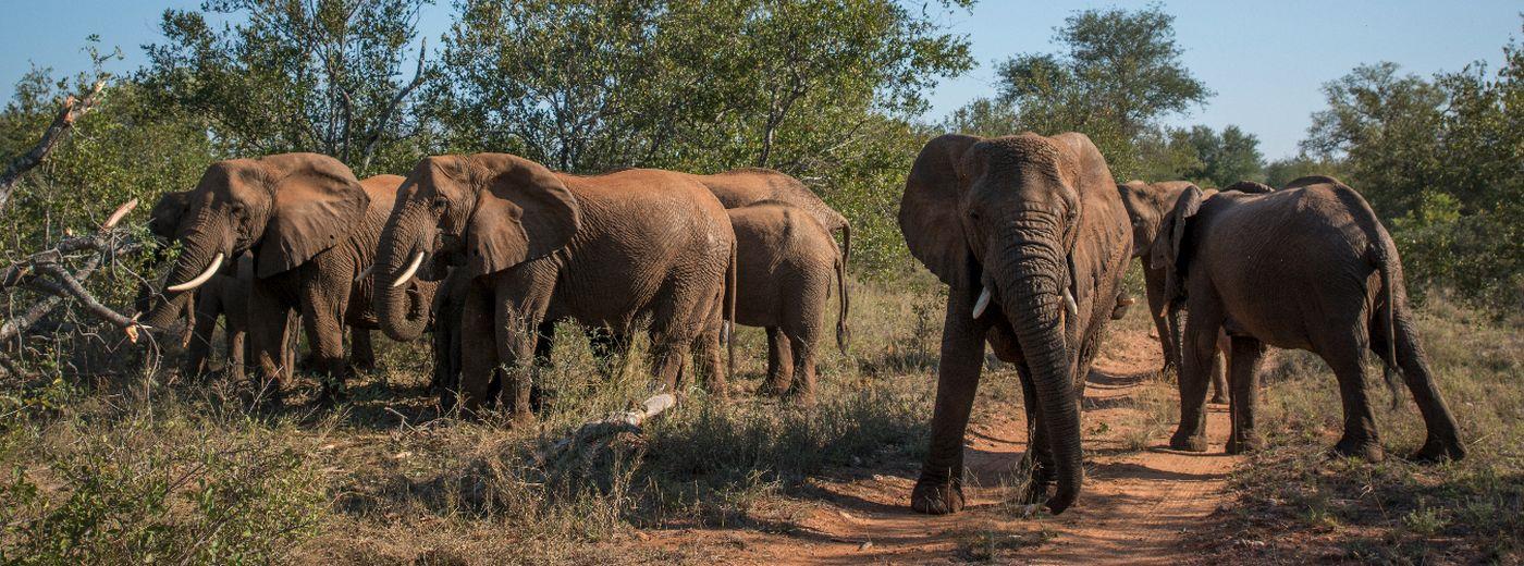 #caption1 Makalali Conservancy
