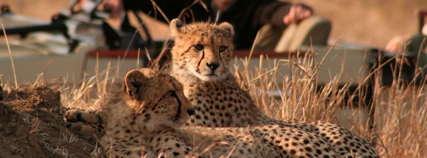 #caption1 Manyeleti Game Reserve