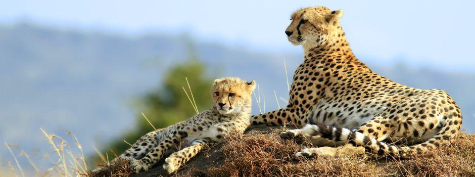 #caption1 Masai Mara