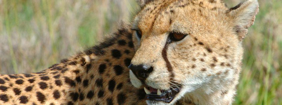 Phinda Game Reserve