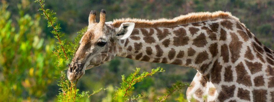 #caption3 Pilanesberg National Park