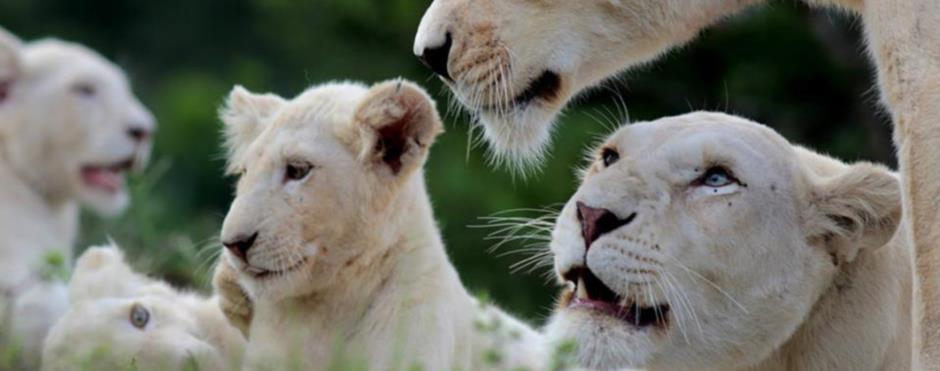 #caption4 Pumba Private Game Reserve