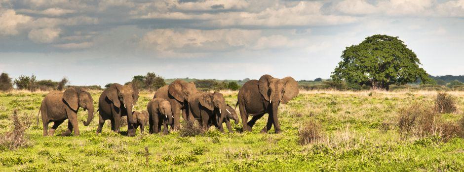 Ruaha National Park