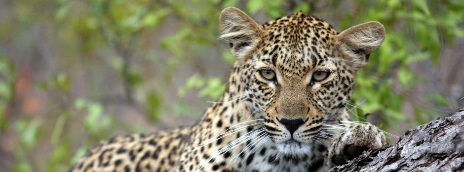 #caption4 Sabi Sand Game Reserve