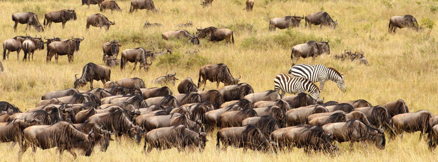 #caption1 The Serengeti