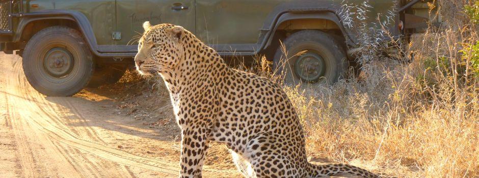 Thornybush Game Reserve