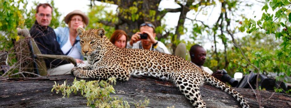 #caption5 Timbavati Game Reserve