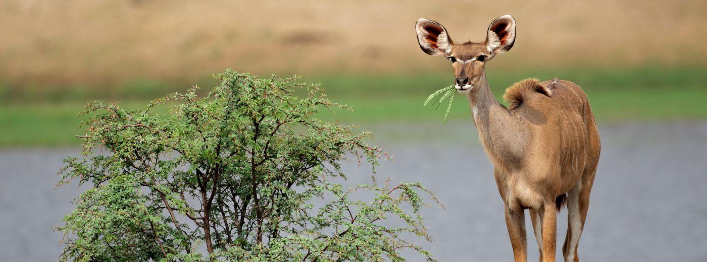 Welgevonden Private Game Reserve