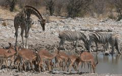 Cape Town Safari Ideas