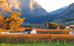The Cape Winelands