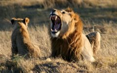 Lalibela Game Reserve
