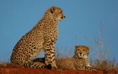 Eastern Cape Safaris