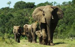 Pumba Private Game Reserve