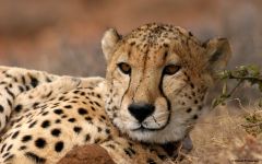 Samara Private Game Reserve