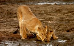 Madikwe Game Reserve