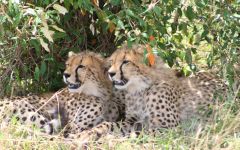 Kenya Safari Holidays