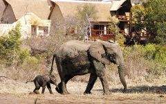 Budget Safari Lodges