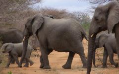 Karongwe Private Game Reserve