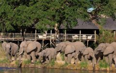 Elephants Drinking From A River By A Lodge