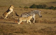Malaria-Free Safaris in South Africa
