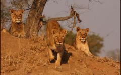 South Africa Safari Special Offers