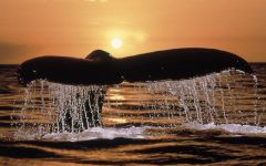 Whale Watching in South Africa