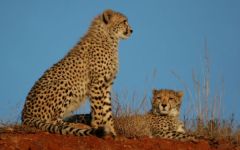 Malaria-Free Safaris