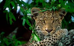 Chobe National Park