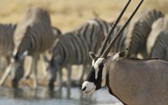 Etosha National Park