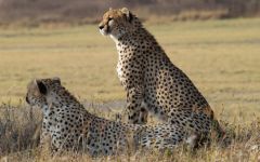 The Serengeti