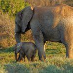 Tired elephant in Addo!